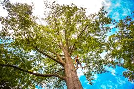 Best Utility Line Clearance  in George Mason, VA