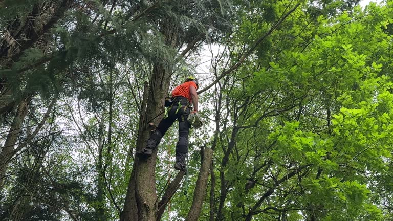 Best Tree Risk Assessment  in George Mason, VA