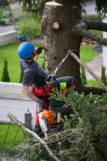 Best Tree Cabling and Bracing  in George Mason, VA