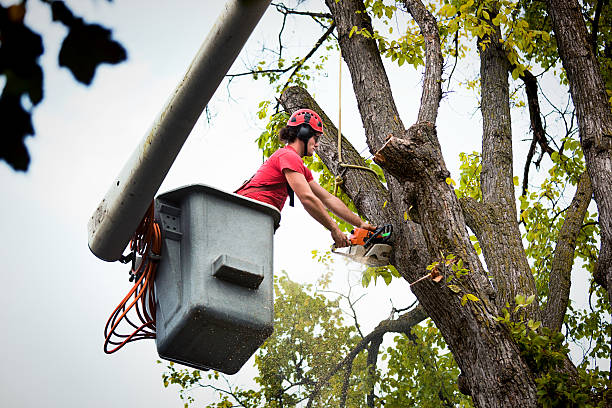 Best Commercial Tree Services  in George Mason, VA