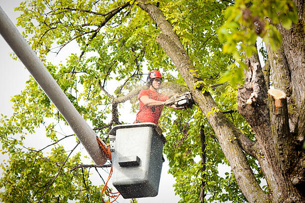 Best Fruit Tree Pruning  in George Mason, VA